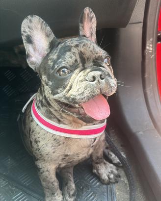 Bulldog francese