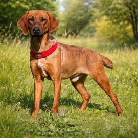 Maschio due anni taglia contenuta