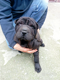 Cuccioli di Sharpei