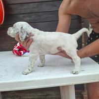 Cuccioli setter inglese