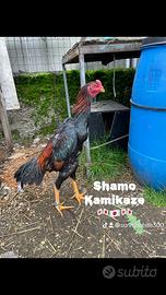 Gallo shamo