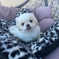 Cuccioli pechinese