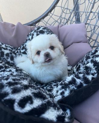 Cuccioli pechinese