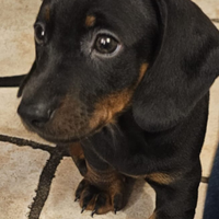 Cuccioli di bassotto