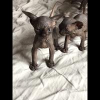 Cuccioli sphynx con pedigree