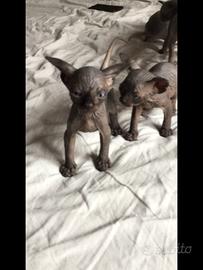 Cuccioli sphynx con pedigree