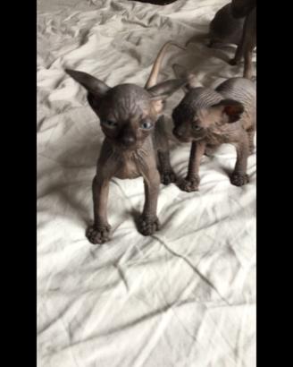 Cuccioli sphynx con pedigree