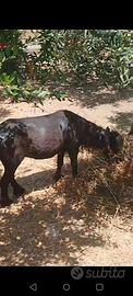 Pony