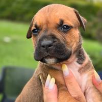American Staffordshire Terrier Amstaff Cuccioli