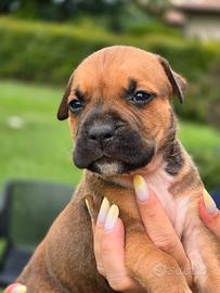 American Staffordshire Terrier Amstaff Cuccioli