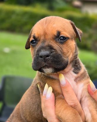 American Staffordshire Terrier Amstaff Cuccioli