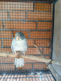 Kakariki mutazione acquamarina