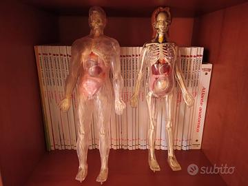 Enciclopedia ESPLORANDO IL CORPO UMANO