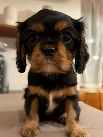 Cavalier king black e tan maschio
