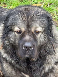 Pastore del Caucaso maschio per monta