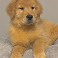 Cuccioli Golden Retriever Linea Americana