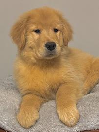 Cuccioli Golden Retriever Linea Americana