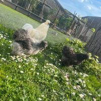 Coppia galline moroseta ornamentali