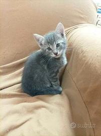 Gattino grigio
