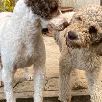 ? Cuccioli di Lagotto Romagnolo