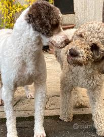 ? Cuccioli di Lagotto Romagnolo