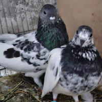 Colmbi/piccone alto vola