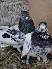 Colmbi/piccone alto vola