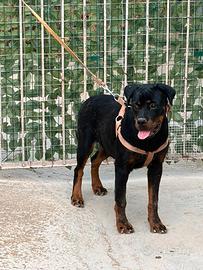 Rottweiler