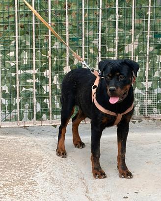 Rottweiler