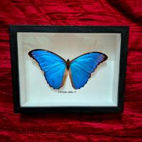 Quadro con farfalla morpho