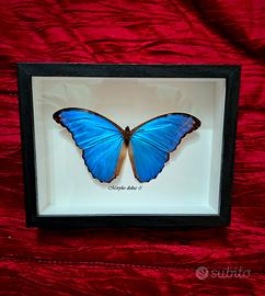 Quadro con farfalla morpho