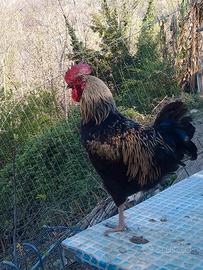 Gallo