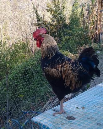 Gallo