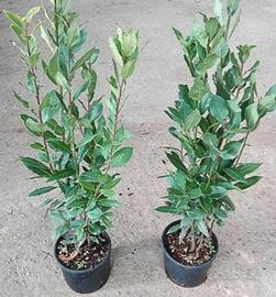 Piante di lauro (alloro aromatico e officinale)