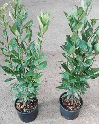 Piante di lauro (alloro aromatico e officinale)