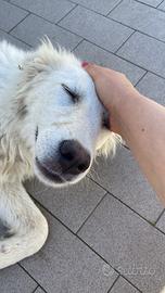 Cucciolo di pastore maremmano