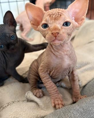Sphynx canadian
