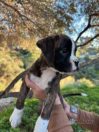 Cuccioli di boxer