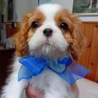 Cuccioli di Cavalier King