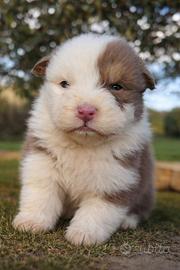 Cucciole pastore australiano