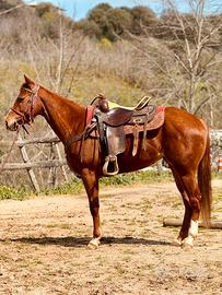 Cavalla Paint Horses