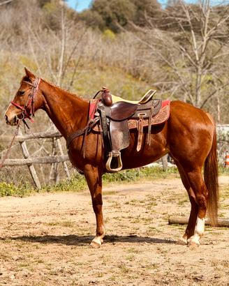 Cavalla Paint Horses