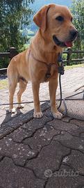 Labrador Retriver pedigree 