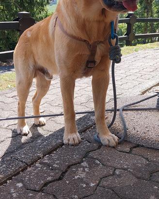 Labrador Retriver pedigree 