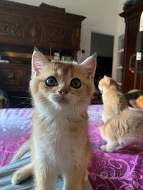 Gattini British short hair golden ticket tabby