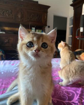 Gattini British short hair golden ticket tabby