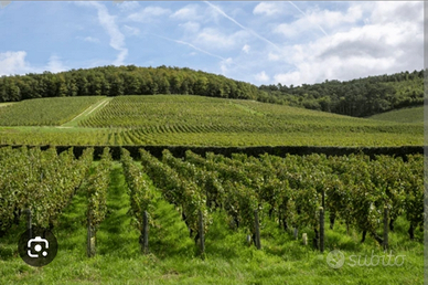Azienda vitivinicola e seminativo irrigua