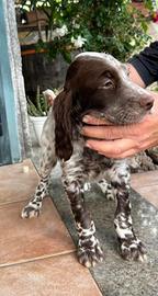 Setter inglese