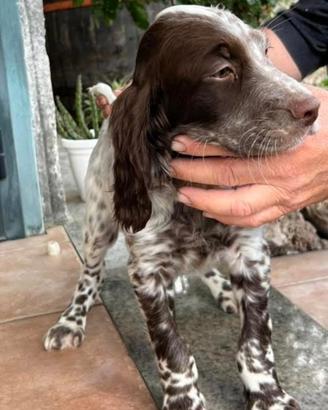 Setter inglese