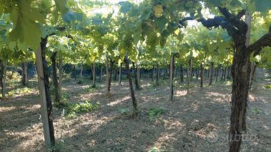 Azienda agricola
